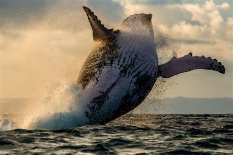 do whales have leg ‘genes