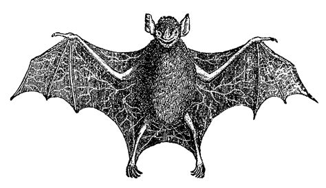digital stamp design  halloween vampire bat scary images illustrations