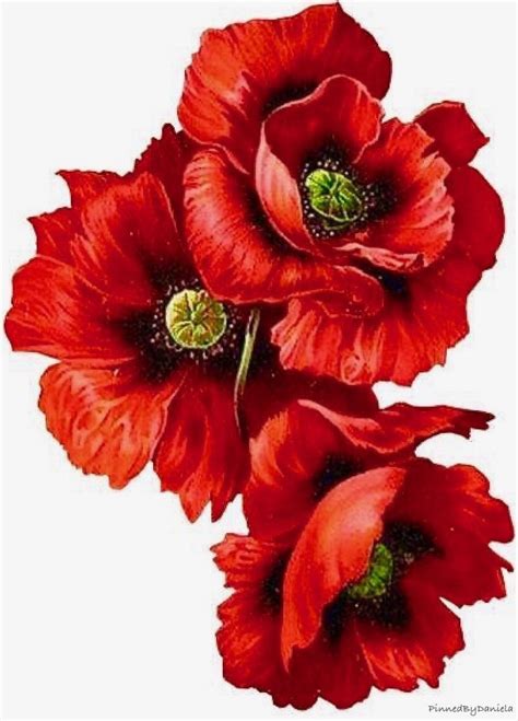 poppy flower painting poppy art floral painting watercolor flowers