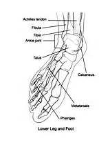 Bones Coloring Anatomy Pages Foot Human Arm Template sketch template