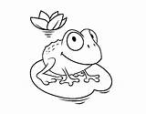 Frog Lily Water Coloring Coloringcrew sketch template