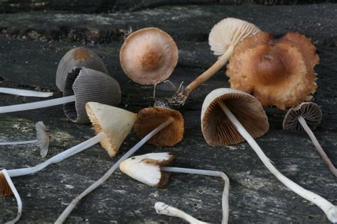 small brown mushrooms  lawn  mushroom info