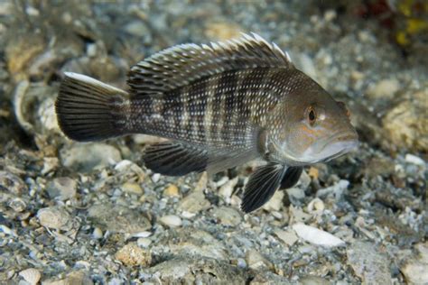 Black Sea Bass Facts And Information Guide American Oceans