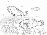 Coloring Clownfish Pages Drawing Clownfishes Saddleback Popular Getdrawings sketch template