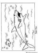 Shark Coloring Pages Print Kids Great sketch template