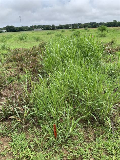 Options To Manage Glyphosate Resistant Johsongrass In Corn