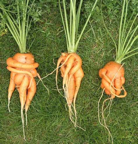 wonky carrots  food