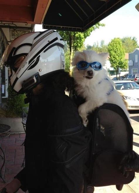 Born To Be Wild Riding Helmets Pooch Riding