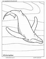 Whale Coloring Sperm Pages Humpback Printable Manatee Getcolorings Getdrawings Killer Colorings sketch template