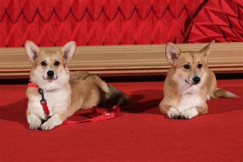 corgis   queen  dogs  important members   british royal family