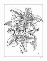 Lily Lilies sketch template