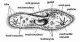 Paramecium Labeled Coloring Pages Protists Biology Diagram Label Oral Groove Parts Gullet Flashcards Honors Exam Semester Study Final Guide Basic sketch template