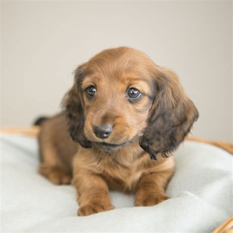 miniature long haired dachshund puppies  sale dikerdachs