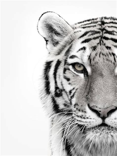 white tiger photographic print design fabrikken artcom