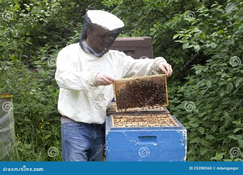 bees making honey stock photo image  colony sting