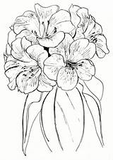 Rhododendron Horticulture Vireya Rhododendrons Pacifichorticulture sketch template