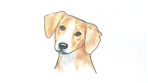 simple dog face drawing  paintingvalleycom explore collection  simple dog face drawing
