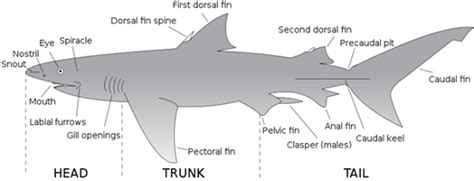 shark anatomy facts     shark sider
