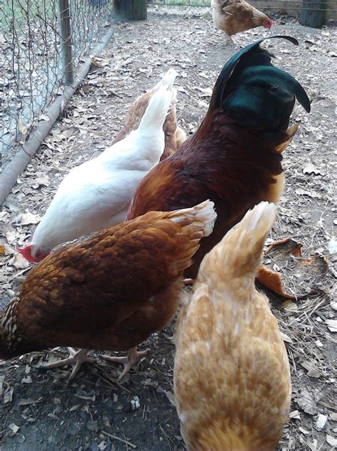 golden comet and red sex link backyard chickens learn how to raise