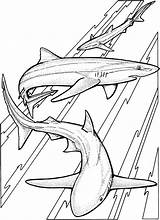 Sharks Marvelous sketch template