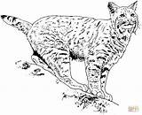 Coloring Lynx Pages Big Cat Bobcat Printable Cats Print Animal Supercoloring Results Silhouettes Animals Search Colouring sketch template
