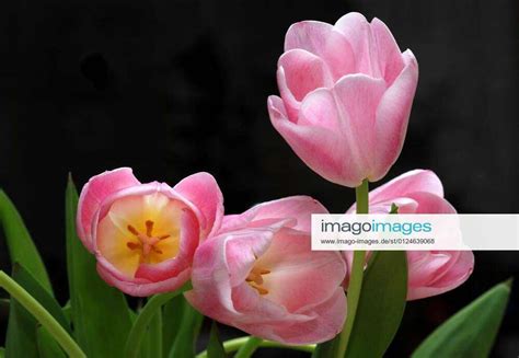 easter tulips