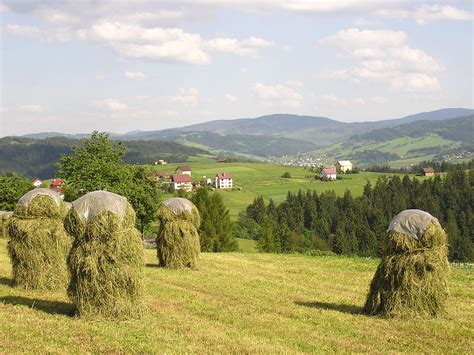 haystacks  photo  freeimages