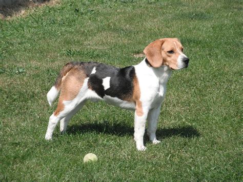 beagle      active breed animal corner