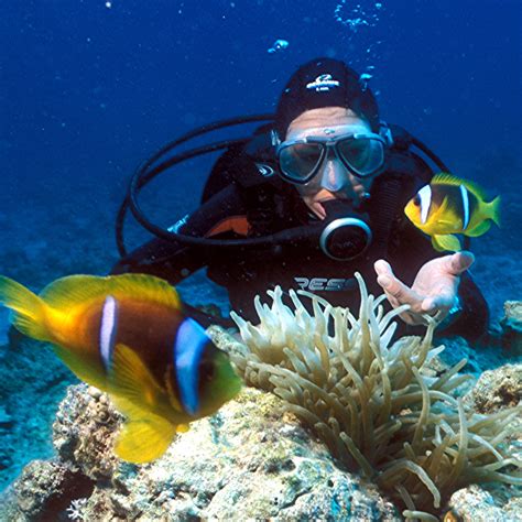 neue studie taucher stoeren die ruhe von fischen  korallenriffen