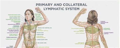 The Importance Of A Healthy Lymphatic System