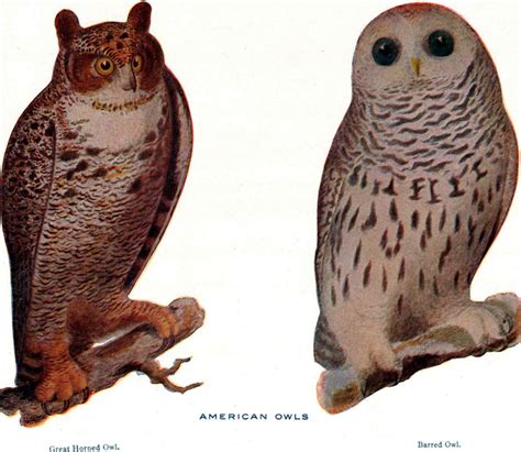 vintage ephemera reference illustrations great horned owl  barred