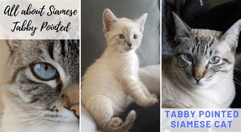 tabby pointed siamese cat siamese  day