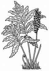 Fern Vector Daun Coloring Leaf Ferns Pakis Bush Gambar Vektor Koleksi Terkini Farn 4vector 1441 sketch template