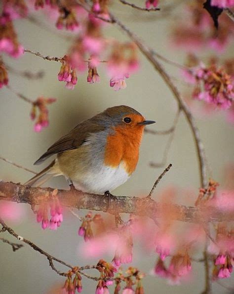 spring blossom beautiful birds birds pet birds
