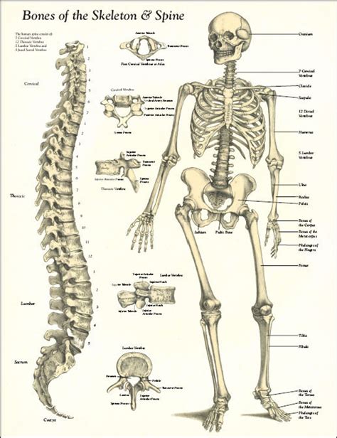 human bone anatomy chart anatomy chart typical   anatomy charts