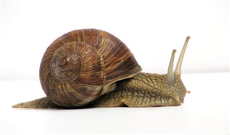 snail wikipedia