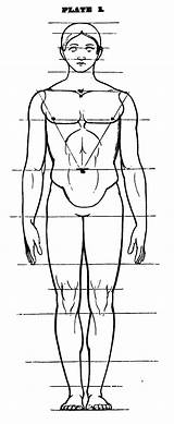 Drawing Proportions Anatomical Drawinghowtodraw Tutorials sketch template
