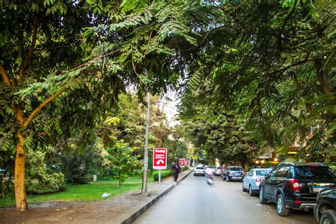 lose  trees egypts maadi road project sparks uproar