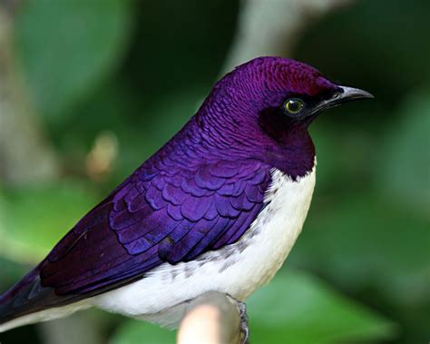 violet backed starling cinnyricinclus leucogaster purple bird