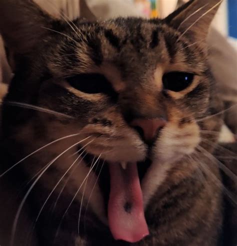 16 Year Old Tabby With New Black Spot On Tongue Vet Help Direct