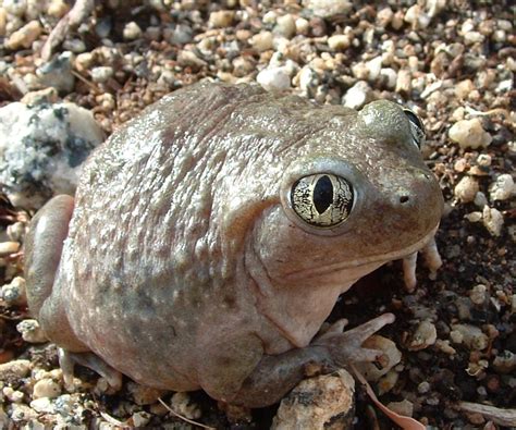american spadefoot toad wikipedia