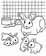Coloring Rabbit Pages Baby Pet Printable Colouring Rabbits Color Kids Pets Print Bunny Breeding Dog Books Cat Hole Popular Animal sketch template