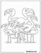 Flamingo Flamingos Printable Verbnow sketch template