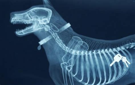 11 More Of The Craziest X Rays Ever Taken