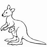 Coloring Pages Kangaroo Animal Printable Kids Visit sketch template