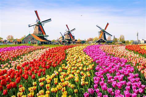 attractions   netherlands  netherlands     land  canals windmills