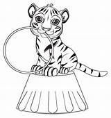 Tiger Tigre Circo Tijger Voorwerp Coloritura Bovenkant Zit Kleurende Rond sketch template