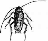 Cockroach Clipart Roach Clip Cliparts Cockroaches Vector Foreboding Library Roaches Clipartpanda Gif Etc Clipground Panda Websites Presentations Reports Powerpoint Projects sketch template