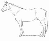 Coloring Pages Horse Thoroughbred Horses Printable Quarter Animals Color sketch template
