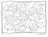 Coloring Leaf Pages Templates Kids Leaves Printable Printables Different Oak Color Four Drawing Collection Magnolia Print Getdrawings Getcolorings Depicts Maple sketch template